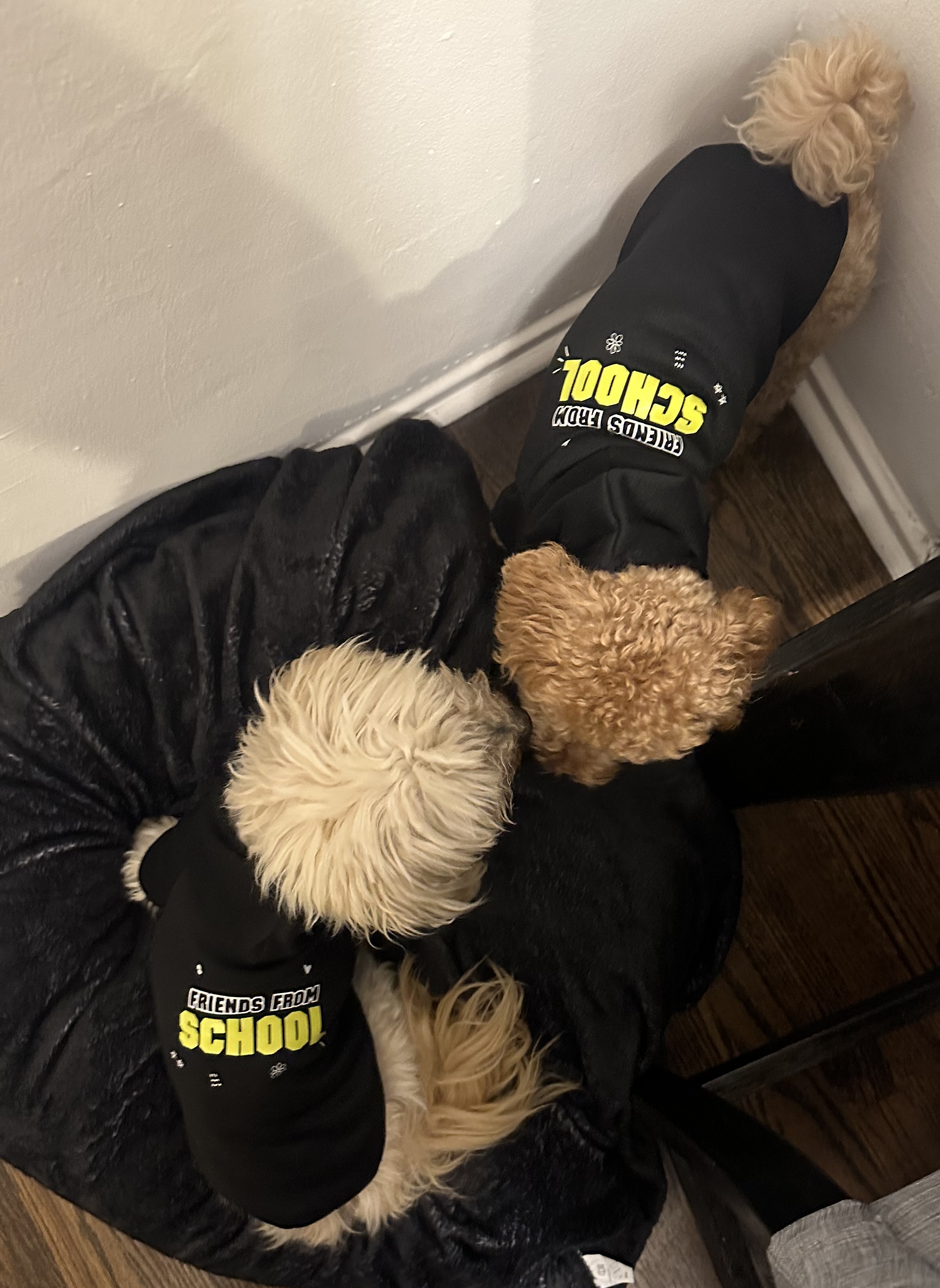 Friends From School dog hoodie